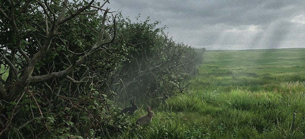 Rabbits slipping along the foot of a hawthorn hedge beside an open field under a grey, rainy sky.